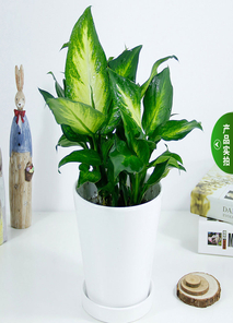 想知道宁波余姚花木租摆方案?快戳><div class=